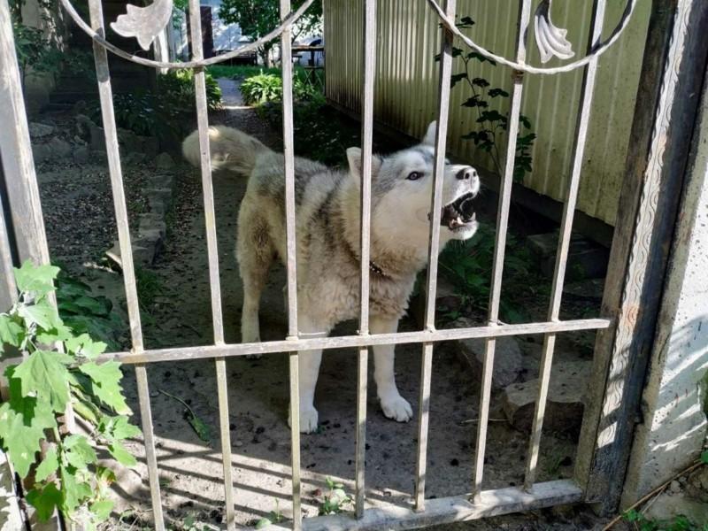 Стаття Собаку треба врятувати: дачниця з Русанівських садів залишила пса у клітці та виїхала закордон! Ранкове місто. Одеса