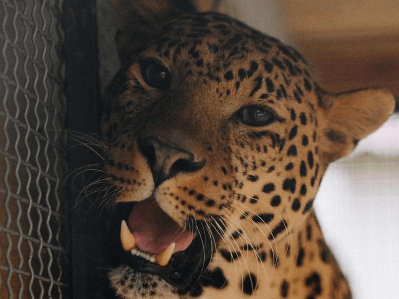 Стаття Леопард Брейв з Центру порятунку диких тварин шукає віртуального друга-опікуна (фото) Ранкове місто. Одеса
