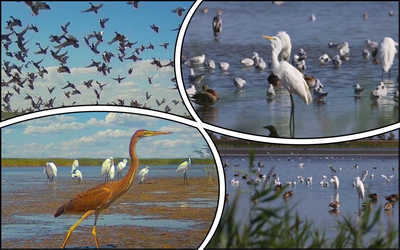 Стаття У Тузлівських лиманах почалася активна міграція птахів (фото) Ранкове місто. Одеса