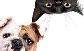 Стаття Як зробити так, щоб собака та кішка стали кращими друзями: поради та приклади Ранкове місто. Одеса