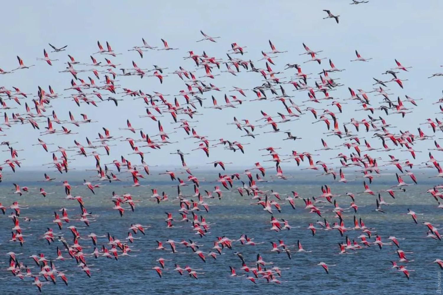 Стаття До заповідника на Одещині прилетіли понад тисяча красивих птахів (фото) Ранкове місто. Одеса