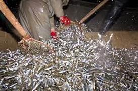 Стаття В Одеській області на території заповідника п`ять компаній будуть легально ловити рибу Ранкове місто. Одеса