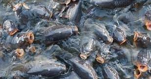 Стаття На Хаджибейському лимані проводять відновлення біоресурсів: запускають рибу Ранкове місто. Одеса