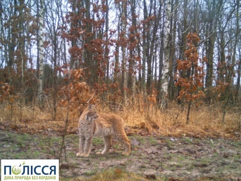 Стаття У Чорнобилі з’явилася тварина, яку екологи не фіксували від минулого століття Ранкове місто. Одеса