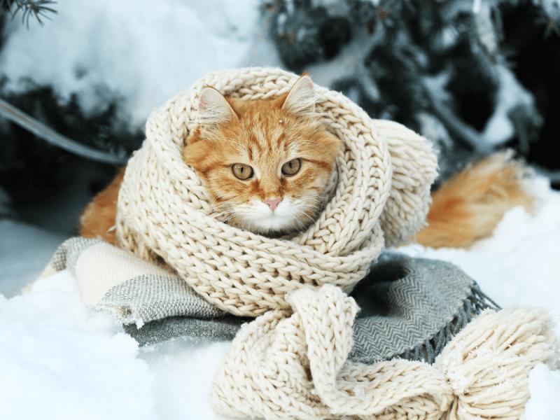 Стаття У Києві вхурделило, бережіть улюбленців: за якої температури замерзає кіт Ранкове місто. Одеса