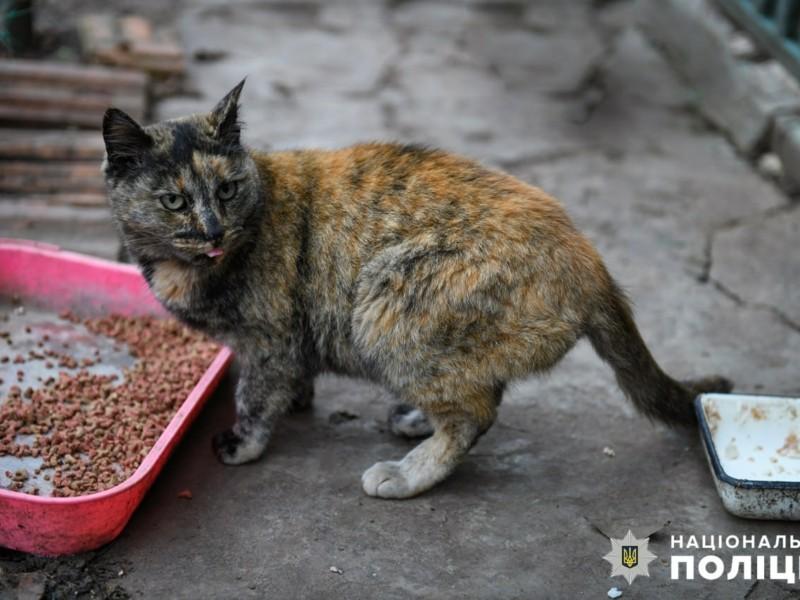 Стаття Дівчина з Броварів надіслала понад 60 кг корму для 50 котів та 18 собак в Оріхові Ранкове місто. Одеса