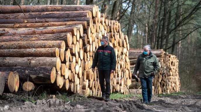 Стаття У Рівненській області звільнили всіх керівників лісгоспів Ранкове місто. Одеса