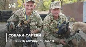 Стаття «Чотирилапі захисники»: як в Одесі готують собак-саперів до роботи на передовій (фото, відео) Ранкове місто. Одеса