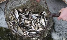 Стаття На півночі Одещині у водосховище запустили 100 тисяч риб Ранкове місто. Одеса