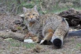Стаття У лісах Вінниччини збільшилася кількість кота лісового. Що відомо про цю рідкісну тварину? Ранкове місто. Одеса