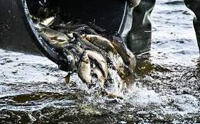 Стаття У водосховище на Одещині випустили 12 тонн малька риби (відео) Ранкове місто. Одеса