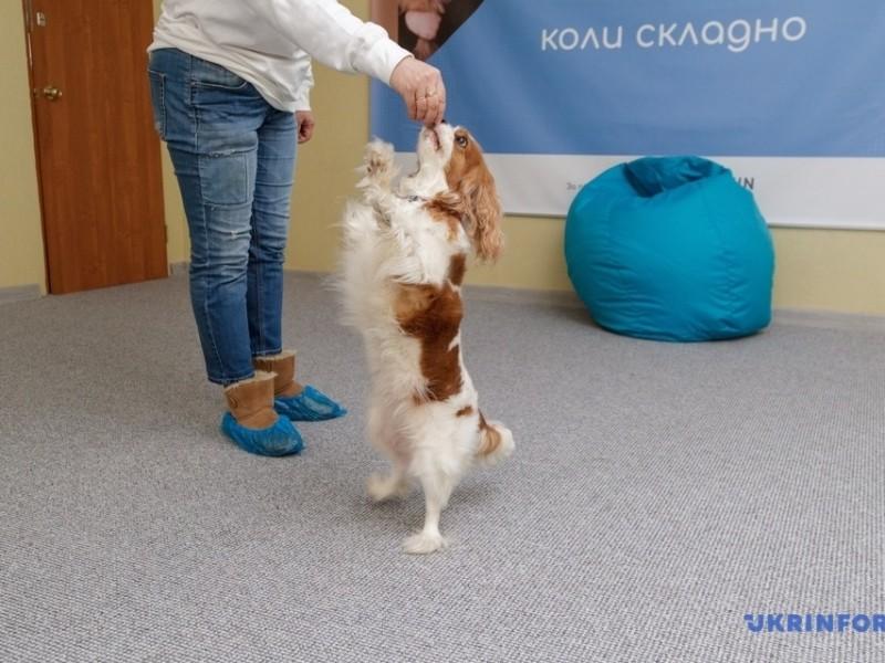 Стаття Терапія за допомогою собак: у столиці запрацював перший центр каністерапії Ранкове місто. Одеса