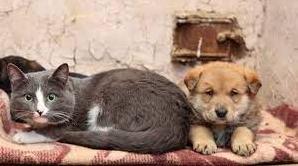 Стаття В Україні дозволили брати домашніх тварин в укриття: стару норму скасовано Ранкове місто. Одеса