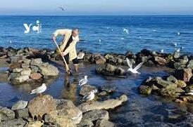 Стаття Острівці, годівниці та кам’яний сад: одеський пенсіонер продовжує будувати пляж для птахів (фото) Ранкове місто. Одеса