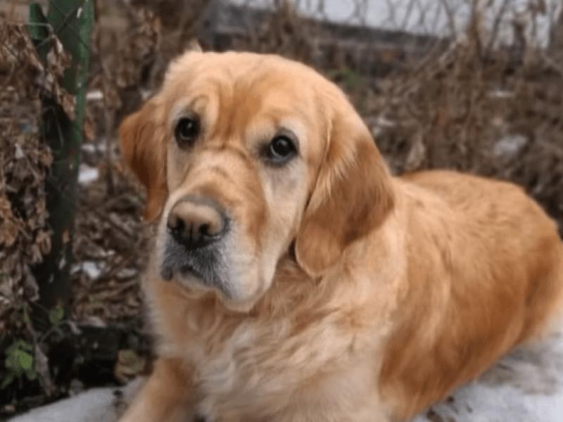 Стаття На Київщині найшлася собака-поводир Плюша, яку шукали два роки Ранкове місто. Одеса