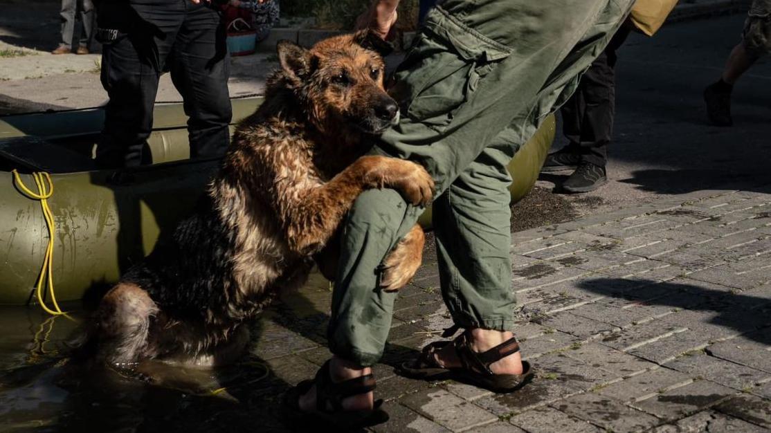Стаття Собака Багира, яка пережила трагедію на Каховській ГЕС, знайшла нових власників Ранкове місто. Одеса