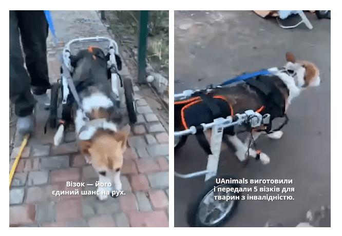 Стаття У притулок на Київщині купили візки для собак з інвалідністю Ранкове місто. Одеса