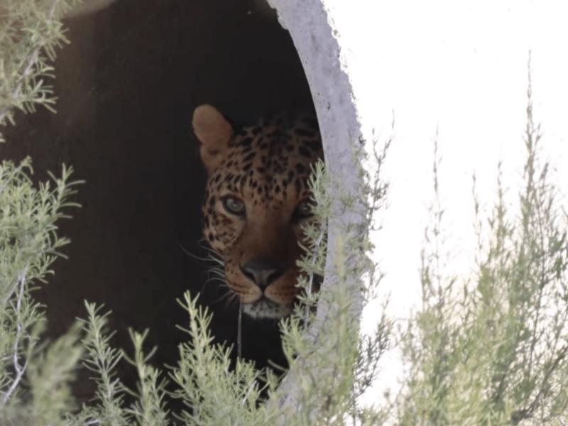 Стаття Був покинутий в окупації: леопард Брейв з Центру порятунку тепер житиме в Іспанії Ранкове місто. Одеса
