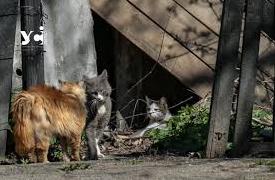 Стаття Увага! В Одесі можна безкоштовно стерилізувати безпритульних котів та кішок: як і де це зробити? Ранкове місто. Одеса