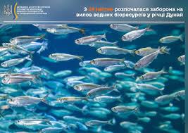 Стаття На Дунаї заборонили вилов риби на час нересту: скільки діятимуть обмеження Ранкове місто. Одеса