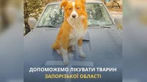 Стаття UAnimals запускає проєкт допомоги тваринам Запорізької області Ранкове місто. Одеса