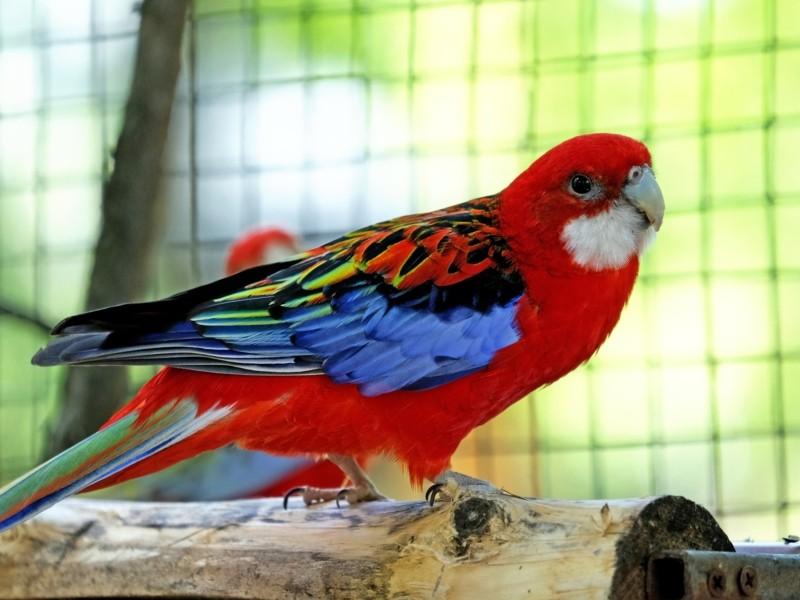 Стаття У Київському зоопарку відкрили новий авіарій — домівку для врятованих птахів. ФОТО Ранкове місто. Одеса