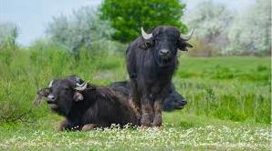 Стаття На дунайському острові оселилися ще 6 водяних буйволиць яких привезли із Закарпаття (фото, відео) Ранкове місто. Одеса
