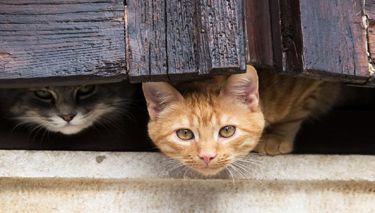 Стаття Чим відрізняється характер кота від кішки, пояснили експерти Ранкове місто. Одеса
