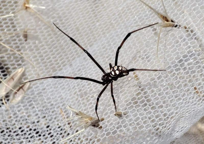 Стаття На Одещині побільшало отруйних павуків: що потрібно знати (фото) Ранкове місто. Одеса
