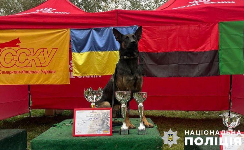 Стаття Столичний пес Базз тепер кращий собака з пошуку вибухівки Ранкове місто. Одеса