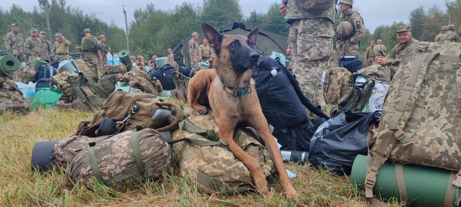 Стаття Справжня дружба: одесит пішов служити на фронт разом зі своїм собакою Ранкове місто. Одеса