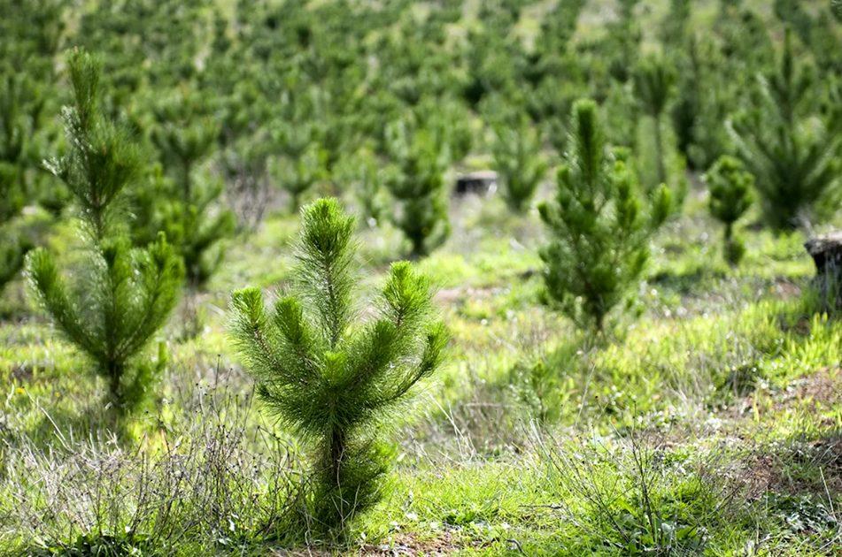 Стаття До кінця 2024 року в Одеській та Миколаївській областях з’явиться 4,7 тисячі гектарів нових лісів Ранкове місто. Одеса